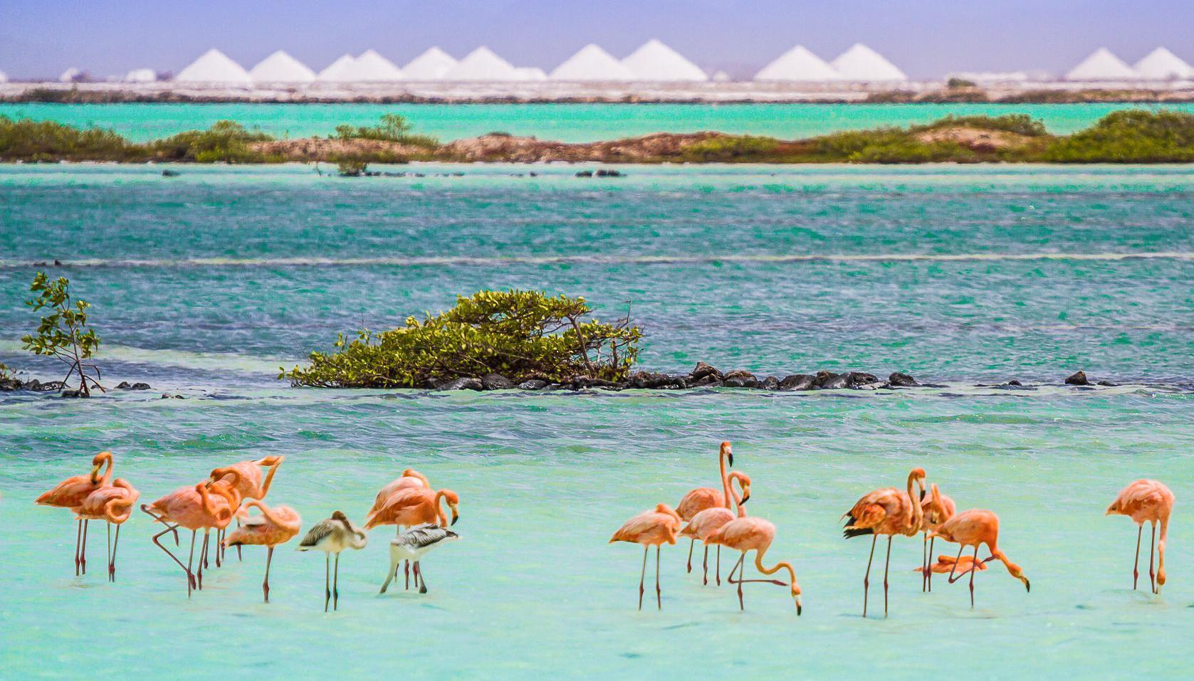 קרלנדיק Van Der Valk Plaza Beach & Dive Resort Bonaire מראה חיצוני תמונה